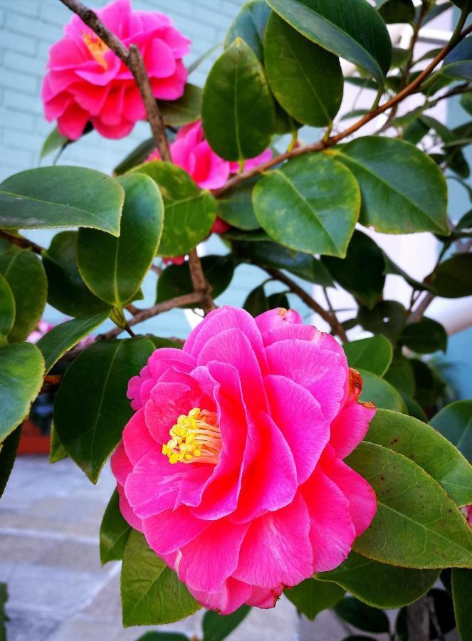 Il Giardino All'angolo
