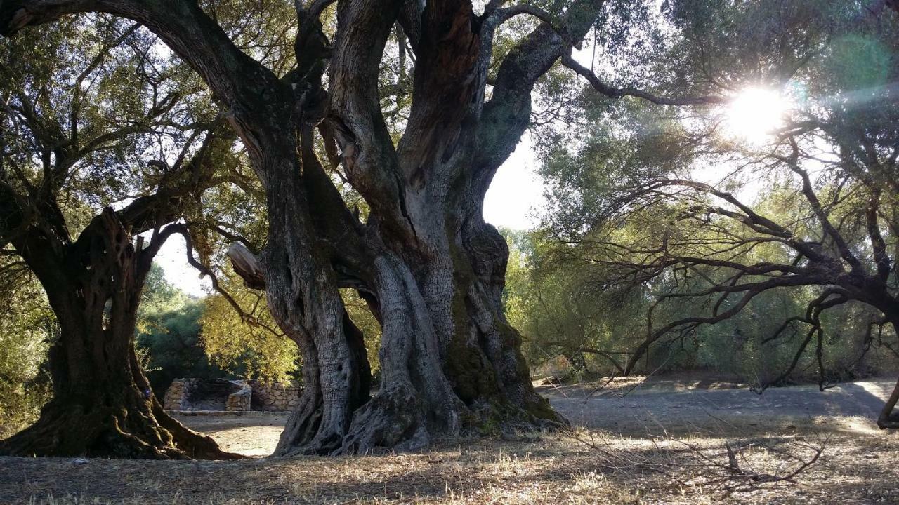 Il Giardino All'angolo Villacidro
