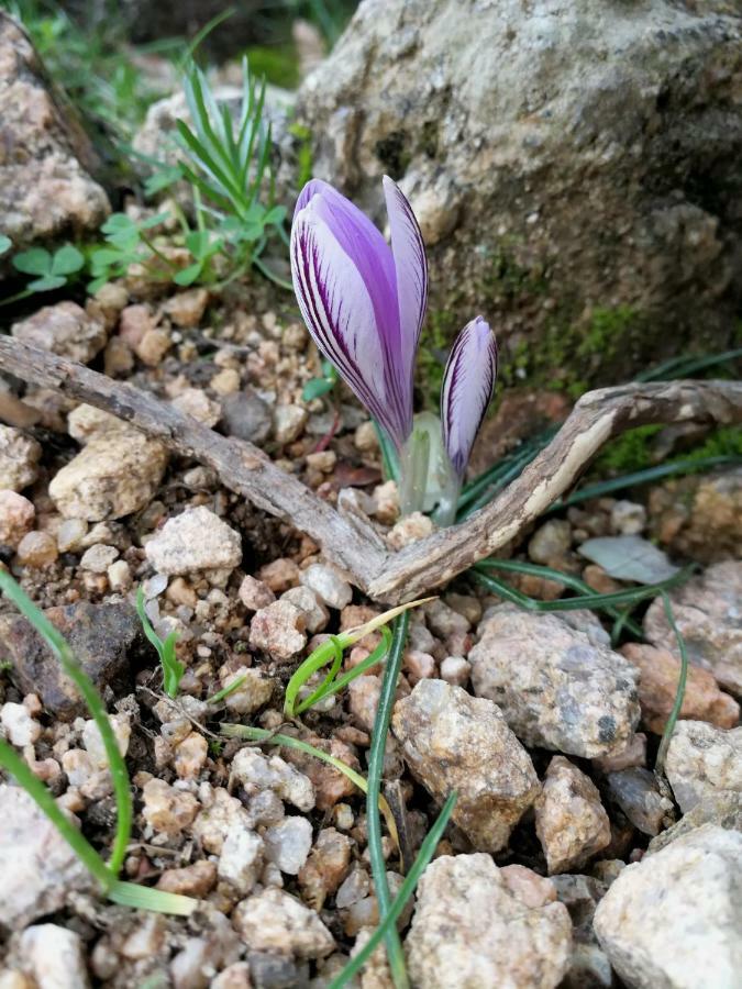 Il Giardino All'angolo * Villacidro