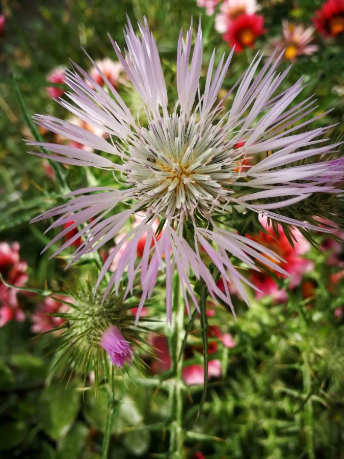 Il Giardino All'angolo * Villacidro